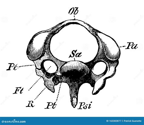 Le Diagramme Dune Troisième Vertèbre Cervicale Dune Oeuvre Dart D