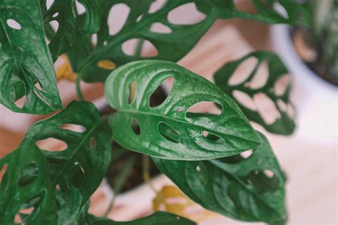 Monstera Varieties The Ultimate Guide Monstera Plant Resource