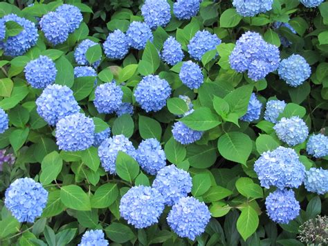 Hydrangea Nikko Blue Blooms In Summer Needs Partial Sun And Acidic