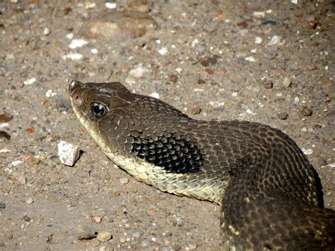 Eastern Hog Nosed Snake Heterodon Platirhinos Cedar Bluff Flickr