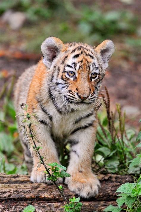 738 Best Images About Animals On Pinterest Tiger Cubs