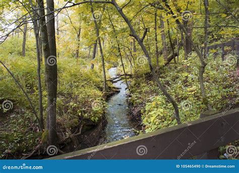 Streams Winding Through Fall Colored Forests Stock Photo Image Of