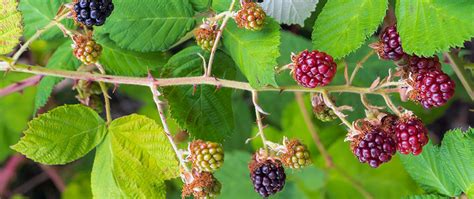How Invasive Blackberry Can Destroy Your Yard Jandc Lawn Care Blog