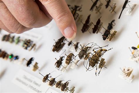 Entomologist Couple Donates World Class Insect Collection To Asu Asu News