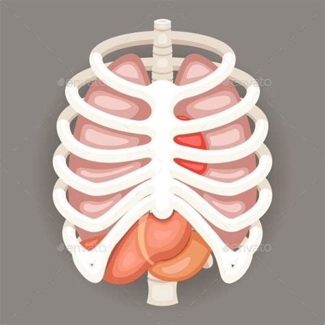 The ribcage supports the upper body, protects internal organs, including the heart and lungs, and assists with breathing. Rib Cage Lungs Heart Liver Stomach Internal | Rib cage, Lunges, Human icon
