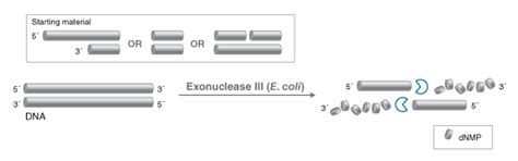 Why can't exonuclease show endonuclease activity? Exonuclease III (E. coli) | NEB