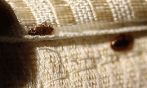 Brooklyn Bed Bug Exterminators Guaranteed Treatment And Removal