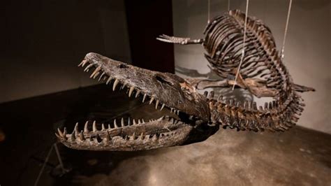 This Is How Much Sotheby S Expects A Pair Of Dinosaur Fossils To Auction For Abc News