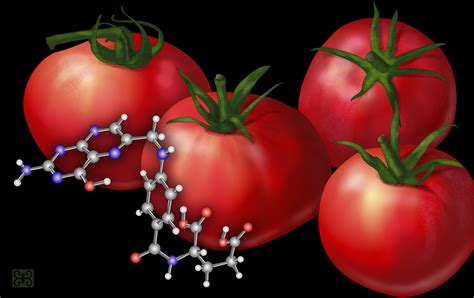 Multimedia Gallery Genetically Engineered Tomatoes Nsf National