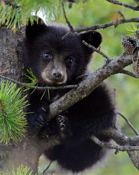 Best 25 Bear Cubs Ideas On Pinterest Cute Bears Bears And Baby Bears
