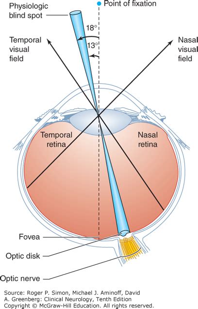 Blind Spot Of Retina Blinds
