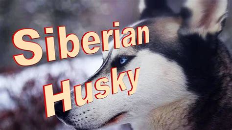 Siberian Husky Dog Breed Info How To Choose Dogs Youtube