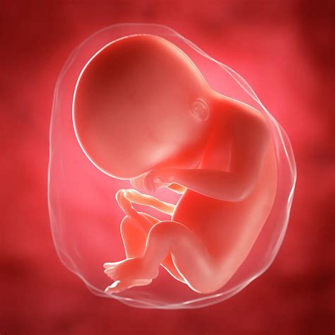 Foetus At 20 Weeks Photograph By Scieproscience Photo Library Pixels