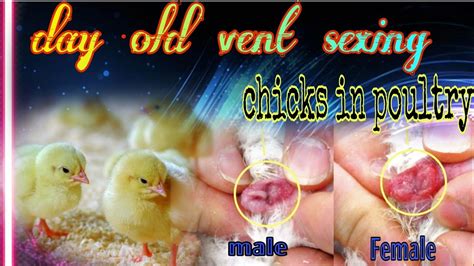 Day Old Chick Vent Sexing Poultrytion Youtube