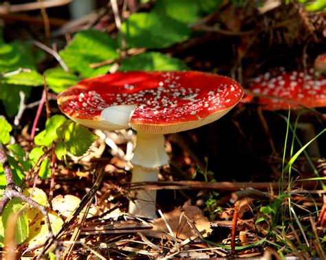 Norfolk Images Gallery Fly Agaric Amanita Muscaria