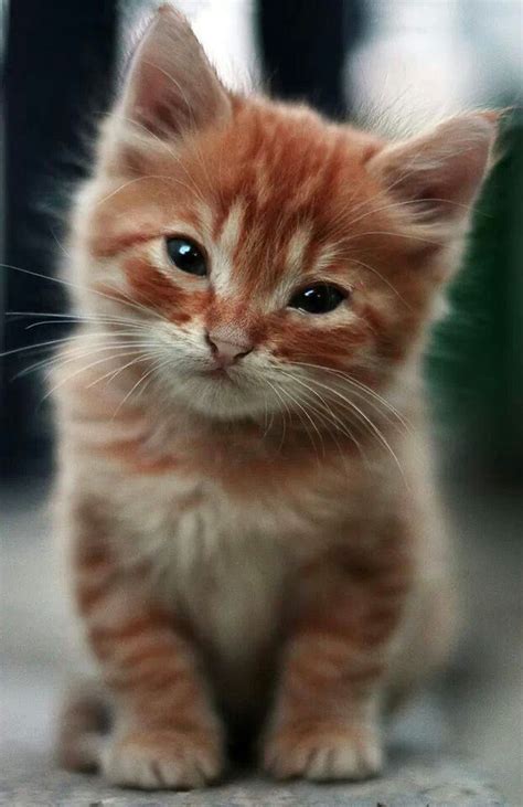 Extremely Cute Kitten 2nd February 2015 Gatos Bonitos Gatos Mascotas