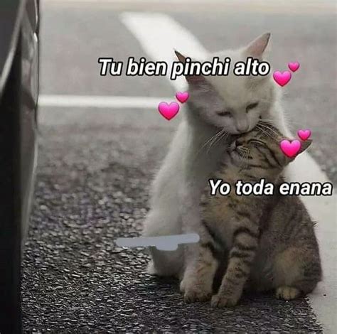 Pin De Sammyr27 En Pensando En Ti Memes Lindos Frases Kawaii Memes