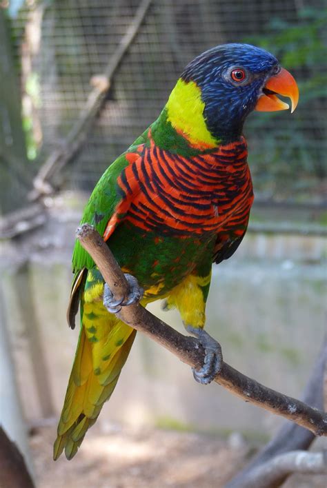 Free Stock Photo Of Colourful Parrot