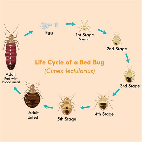 List 94 Images Bed Bug Life Cycle Pictures Sharp 112023