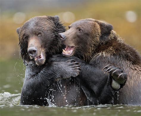 Bear Hug Photograph By Max Waugh Fine Art America
