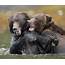 Bear Hug Photograph By Max Waugh