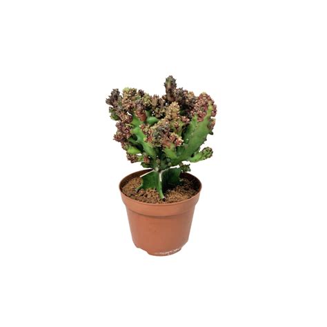 Watering, feeding, soil feed with cacti liquid fertilizer or a standard liquid fertilizer at half strength. Euphorbia Trigona Red (African Milk Tree Cactus)