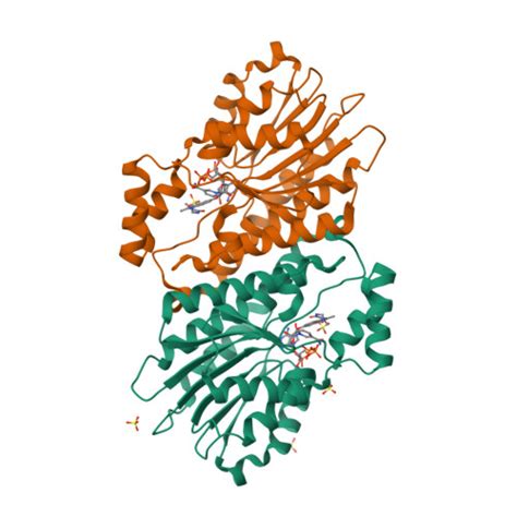 Sepiapterin Reductase 1 Oxidoreductases Iupharbps Guide To