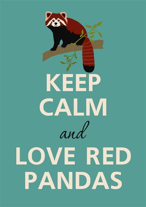 17 Best Images About I Love Red Pandas On Pinterest Animal Tattoos