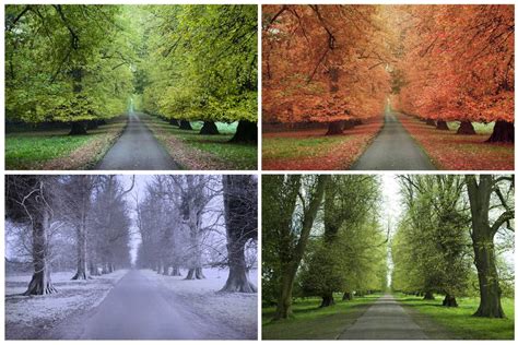 Solve One Road Four Seasons Jigsaw Puzzle Online With Pieces