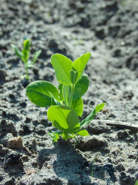 Young Green Pea Sprout Germinates From The Ground Growing Plants In