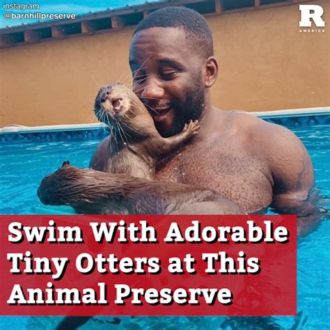 Swim With Adorable Tiny Otters At This Animal Preserve