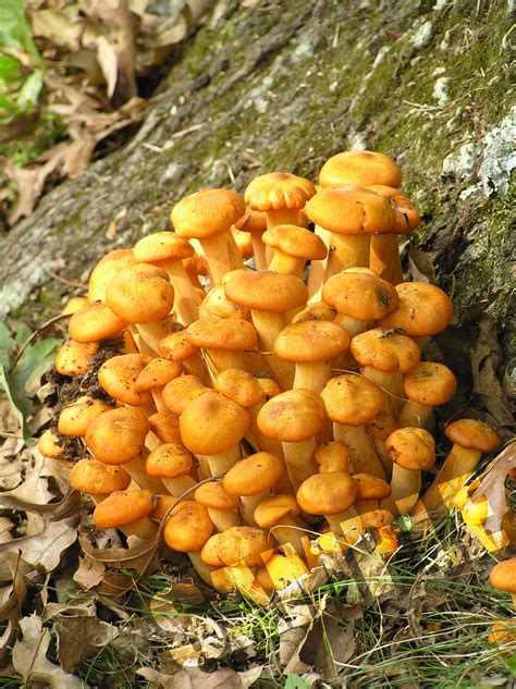 Orange Mushrooms High Food
