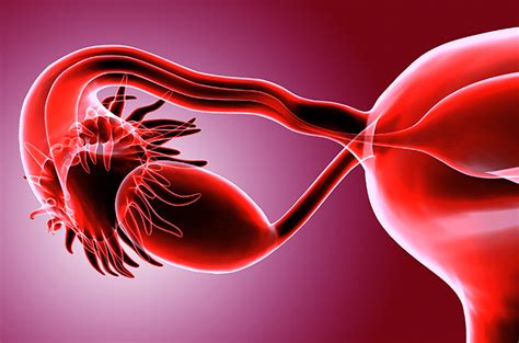 Mengenal Fungsi Fimbriae Dalam Sistem Reproduksi Wanita