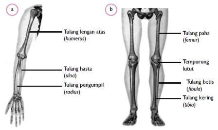 Maybe you would like to learn more about one of these? Hanya Yang Belajar Yang Berhasil: Tulang Penyusun Rangka Tubuh