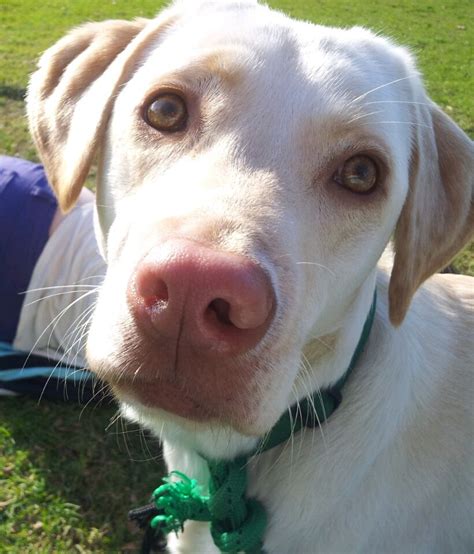 Do Yellow Labs Have Pink Noses