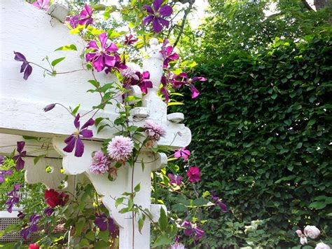 A colored gi that has not been washed and trained in a lot will bleed.esp black. Two varieties of clematis - different flower form and ...