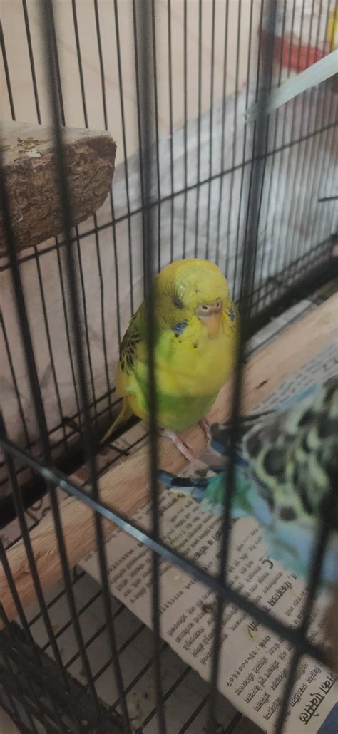 Is My Budgie Pregnant Talk Budgies Forums