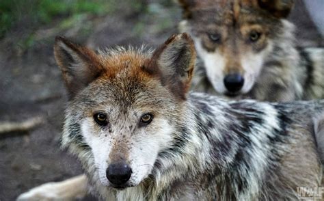 Two Endangered Mexican Gray Wolves Found Dead In Arizona