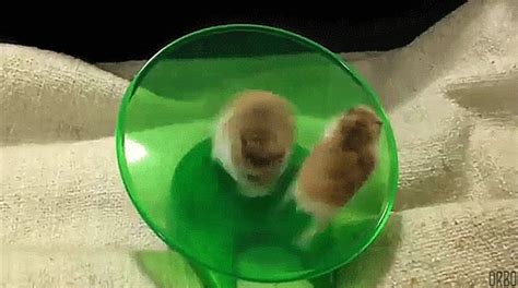 Hamster Spinning Wheel Meme Pets Journeys