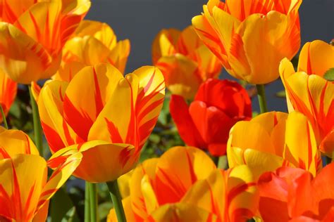 O rețea în care am încredere. 9 oranje bloemen voor in de tuin - Tijd voor je tuin