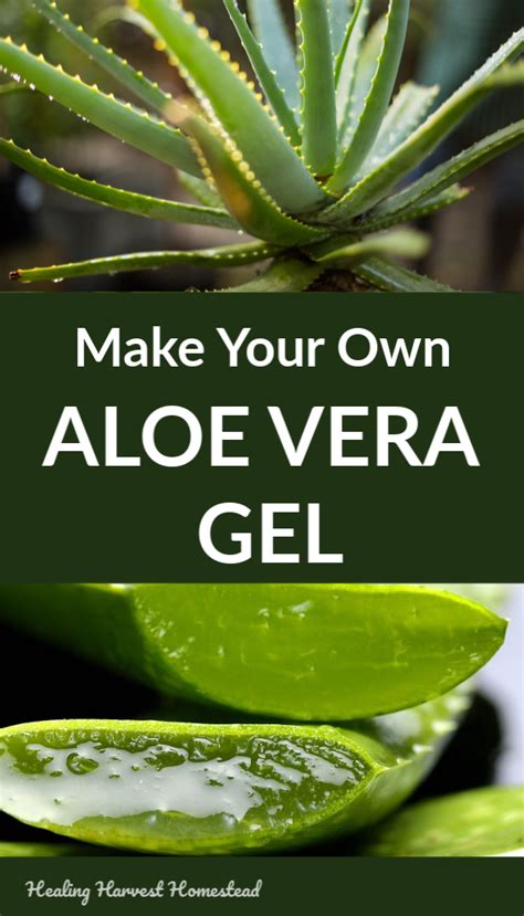 How To Make Your Own Aloe Vera Gel And 8 Ways To Use It Plus Facts