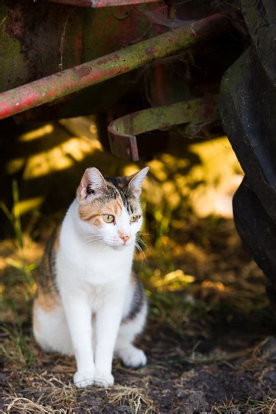 Feral Cat Andrew Yip Nature Photography