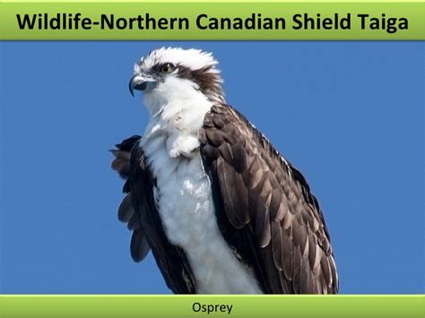 Maybe you would like to learn more about one of these? Canadian Shield