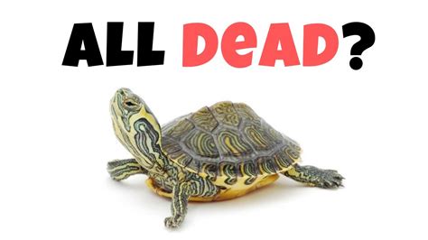 What If All Turtles Died Youtube