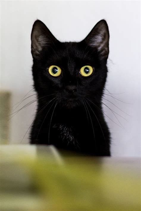 Big Eyed Black Kitten Cats Pretty Cats Crazy Cats