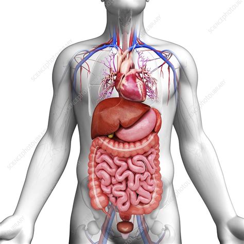 Human Internal Organs Artwork Stock Image F008 7615 Science