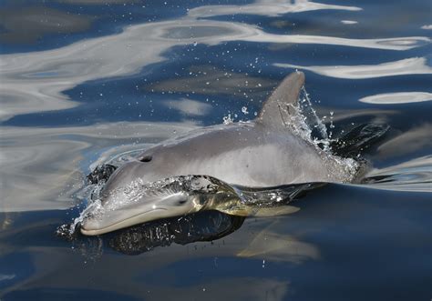 Sarasota Dolphin Research Program Celebrates 50 Years Wusf