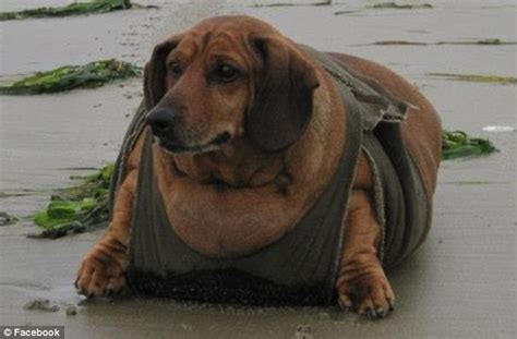 From Fat To Fab Meet Obie The Worlds Ex Fattest Sausage Dog