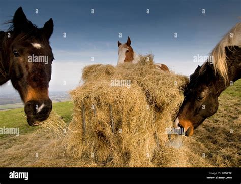 Horses Eating Hay On The South Downs Sussex Uk Stock Photo Alamy