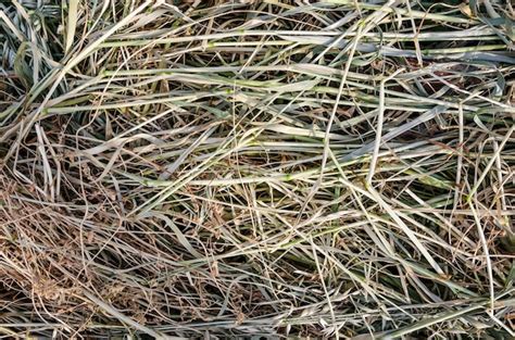 Premium Photo Background Texture Of Hay Dry Grass